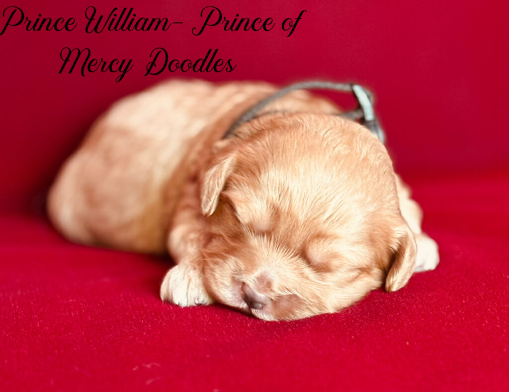 Cavapoo Puppy-william
