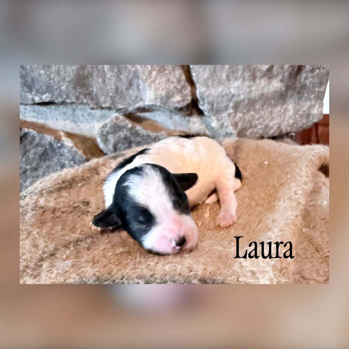Cavapoo female “Laura”