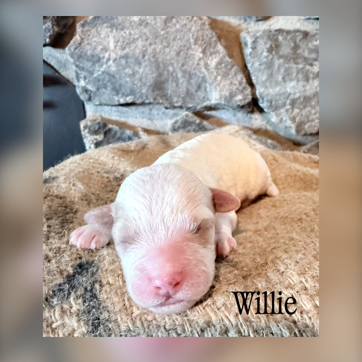 Cavapoo male “willie