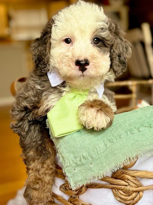 stud- Tate, mini Bernedoodle
