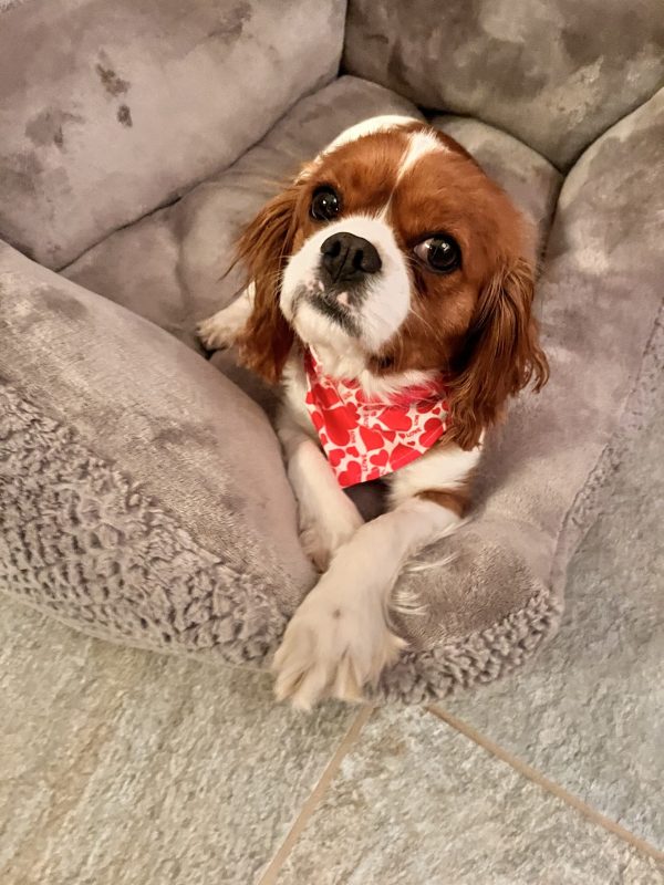 Female. Opal 18lbs AKC Cavalier King Charles Spaniel