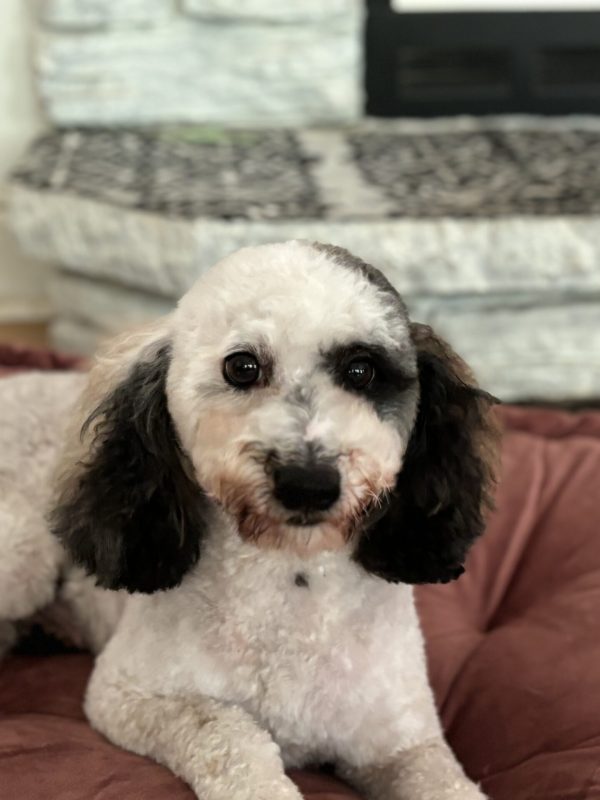 Stud- Bandit AKC Toy Poodle 15lbs