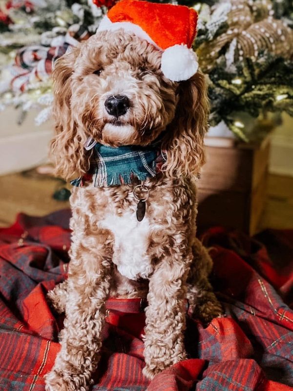Female. Reina Mini Goldendoodle 18lbs