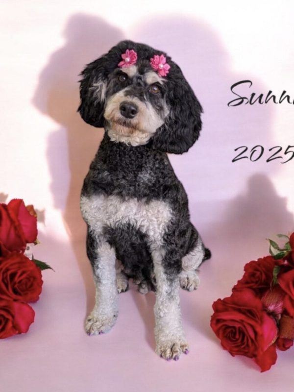 Sunni 27lb mini Bernedoodle