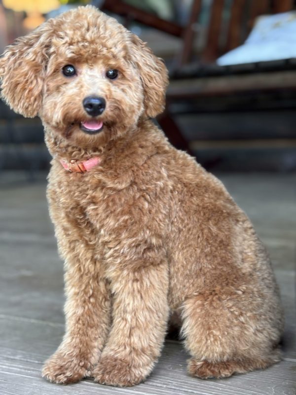 fuzzy - micro Goldendoodle