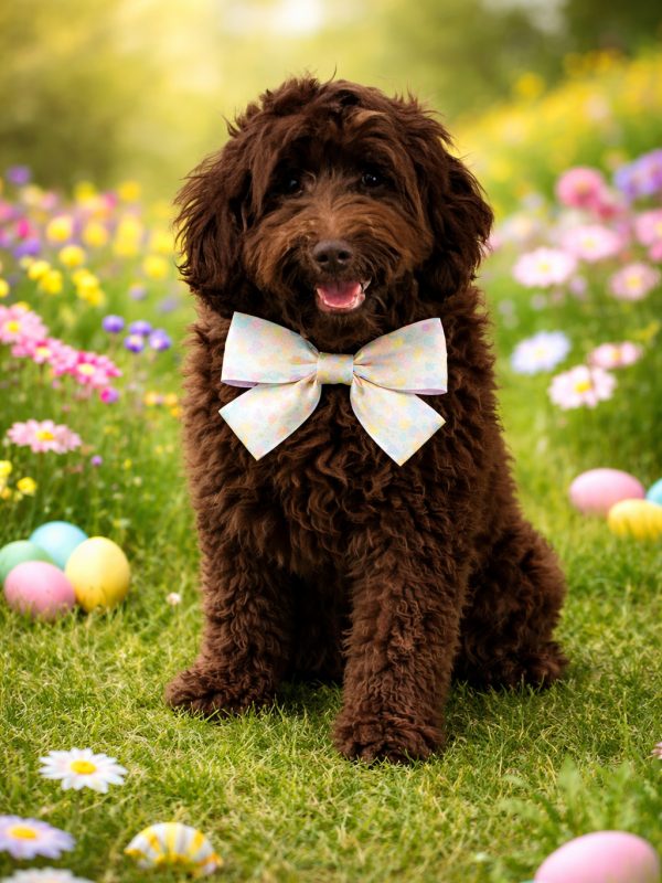 parker mini goldendoodle